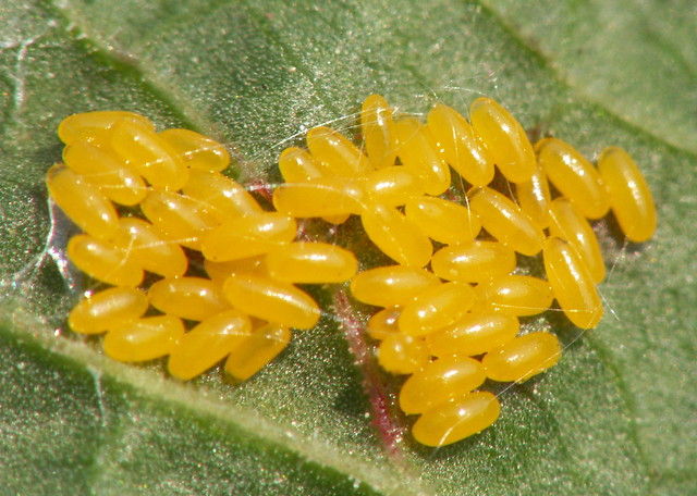 Chrysomelidae - Gastrophysa viridula - Green Dock Beetle eggs