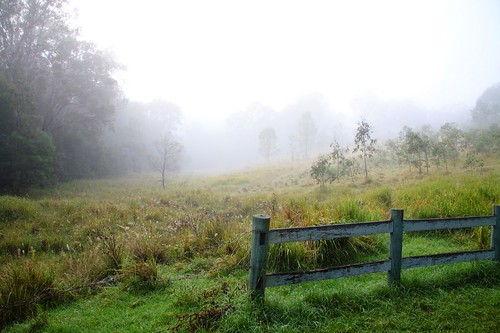 morning mist fog landscape peachtrees jimnastateforest