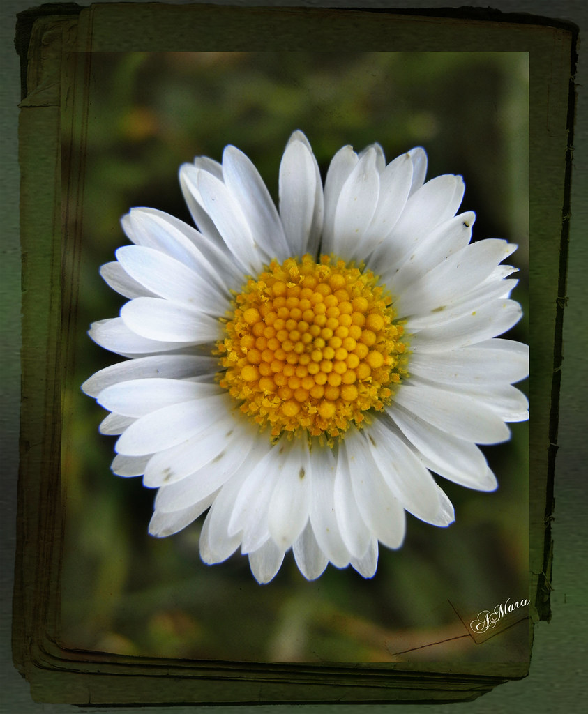 Daisy | Gänseblümchen - SCHÖN und HEILSAM Das Gänseblümchen … | Flickr