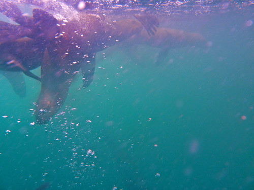 Swimming with Sea Lions, Palominos Islands