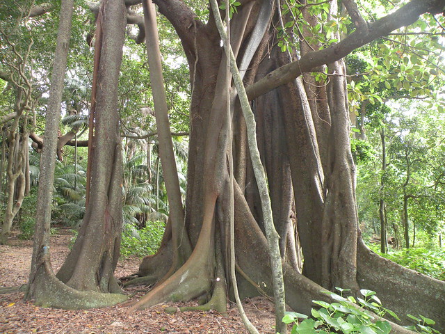 Banayan Tree, Lord Howe Island