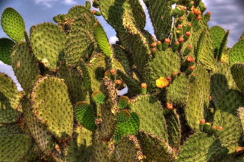 cactus tuna nopales pricklypear desert mexico sanmigueldeallende 201104 plant flower nature aztec opuntia best landscape hdr