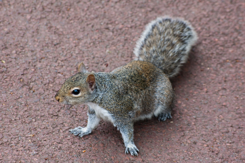 Close approach from a West Park squirrel
