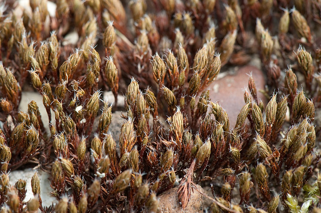Dry twisted moss