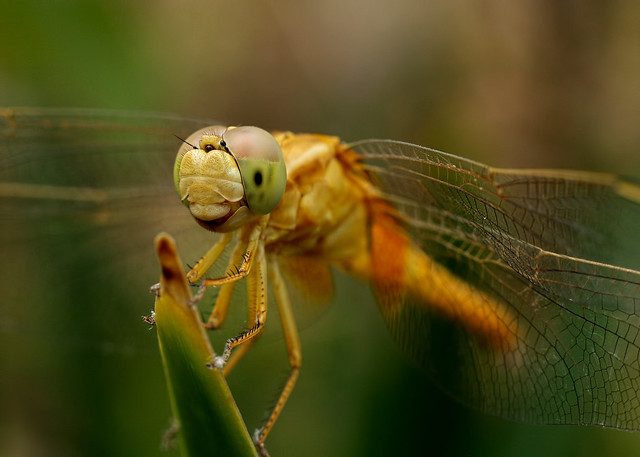 Dragonfly [Canon 1000D XS REBEL] [Canon 50mm F1.8II][Kenko Extension tube]