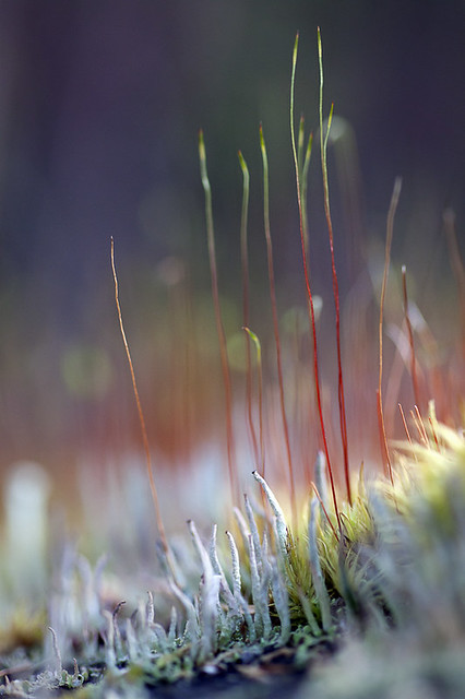 Red Grass and Lichen