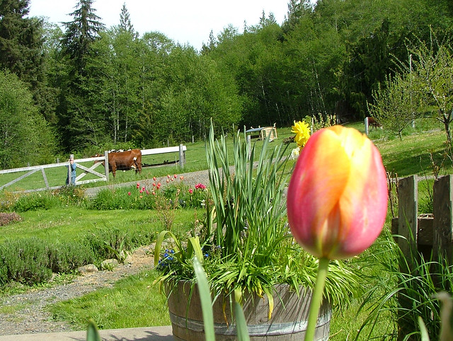 Late Spring on the Farm