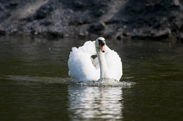 Mute Swan (Cygnus olor) at Netherwood Marsh