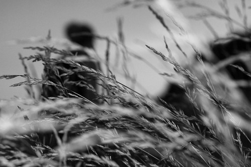 summer blackandwhite woman field grass night contrast leaving sadness evening dusk flash depthoffield hay walkaway