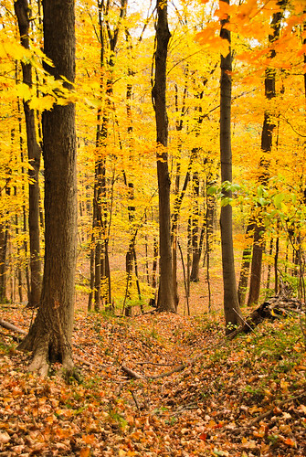 park autumn trees usa fall nature colors leaves forest woods state pennsylvania path foliage pa trail newtown bucks buckscounty 2010 northhampton tylerpark dcnr oktober2010