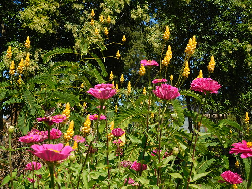 senna cassia zinnia floweer botany garden light biology pollination showy spectacle air life love sc carolina ornament botánica usc