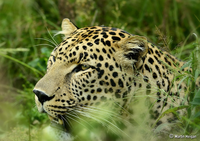 Leopard in the grass