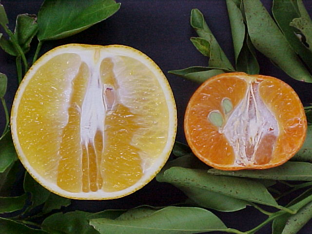 Orange  #2: VALENCIA  -  Tangerine  #1: MURCOTT