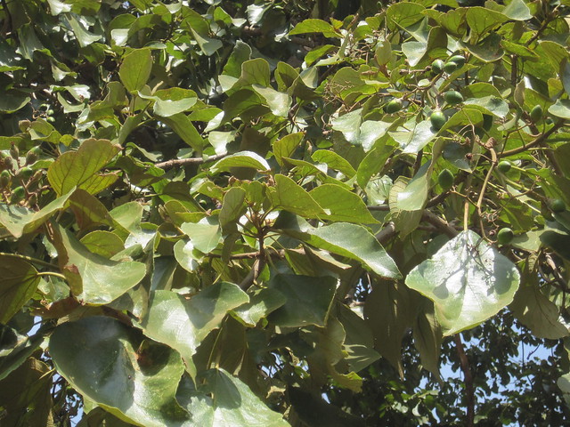 Fruits and foliage of drum tree (Cordia millenii)