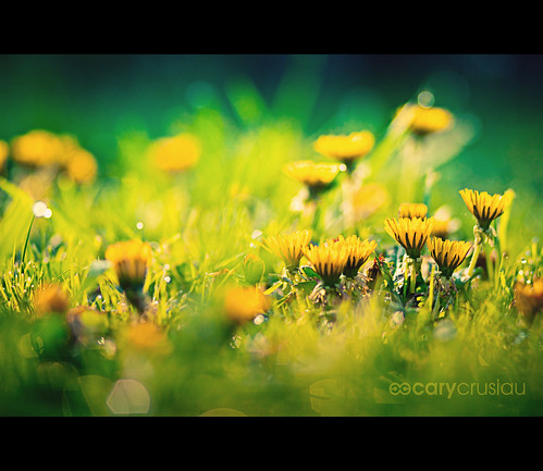 flowers blur nature colors canon flickr colours dof bokeh 85mm dandelions canonef85mmf18usm