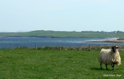 ireland sea sheep sligo aughrishead