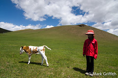 Sofi and the Cow