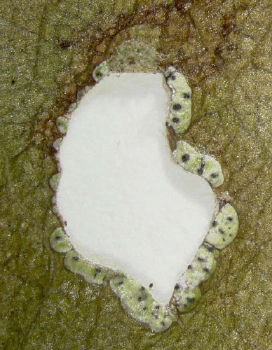 Strigula sp. (poss. Strigula elegans)