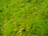 Borkovická blata, foto: Petr Nejedlý