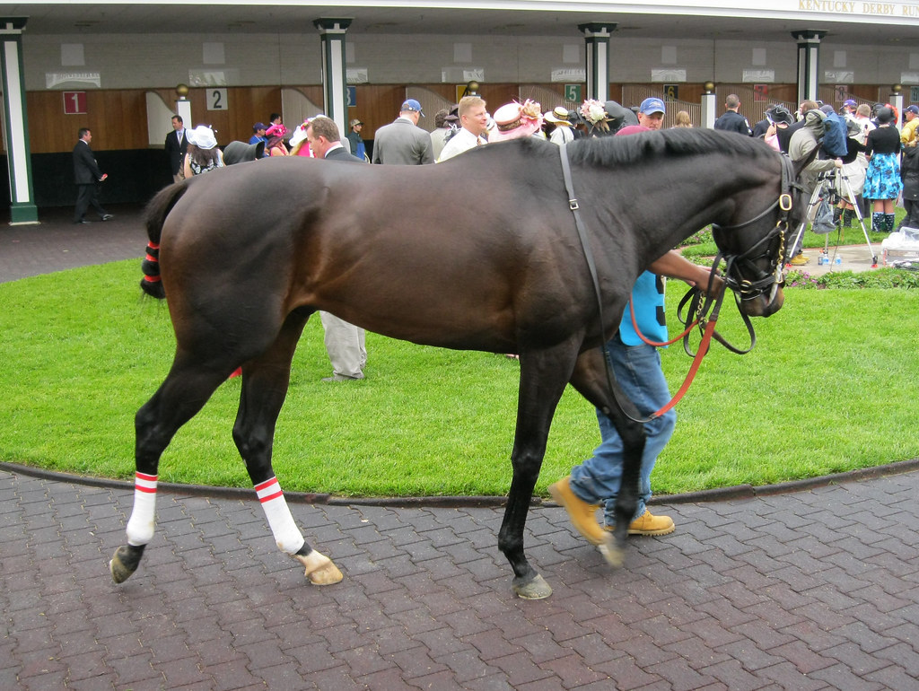 Horse conformation in racing shape - Horse Racing Forum - USA ...