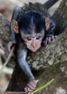 Baby monkey | by @Doug88888