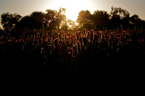 Sunset On A Field Of Clover by Brent Betz, flowers sunset red ferry clover hammonds