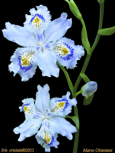 Iris cristata  [Explore - Apr 29,2011]