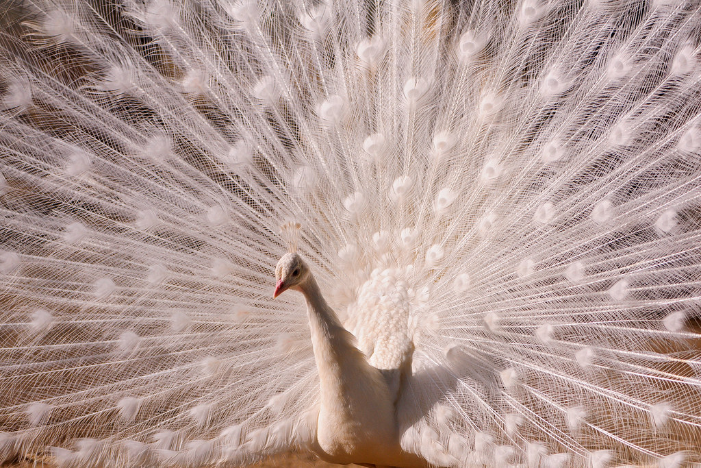 White peacock | One of the male white peacocks of the Toni's… | Flickr