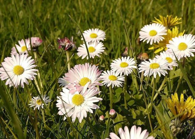 British Wild Flowers ✿ Daisy