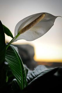Peace Lily for Melanie [1]