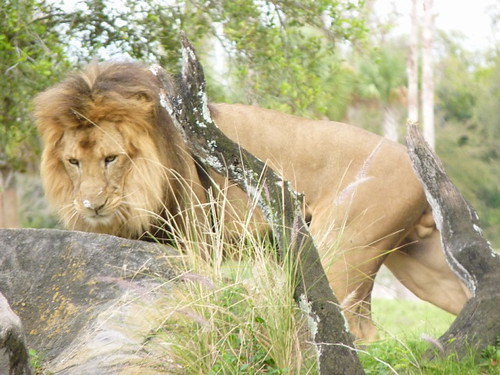 lion | by macbrain98