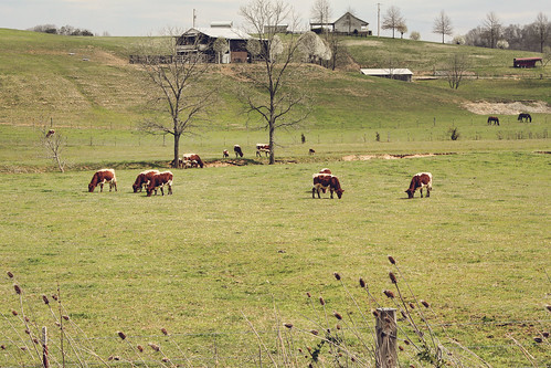 rural cows farm tennessee teasel greenecounty