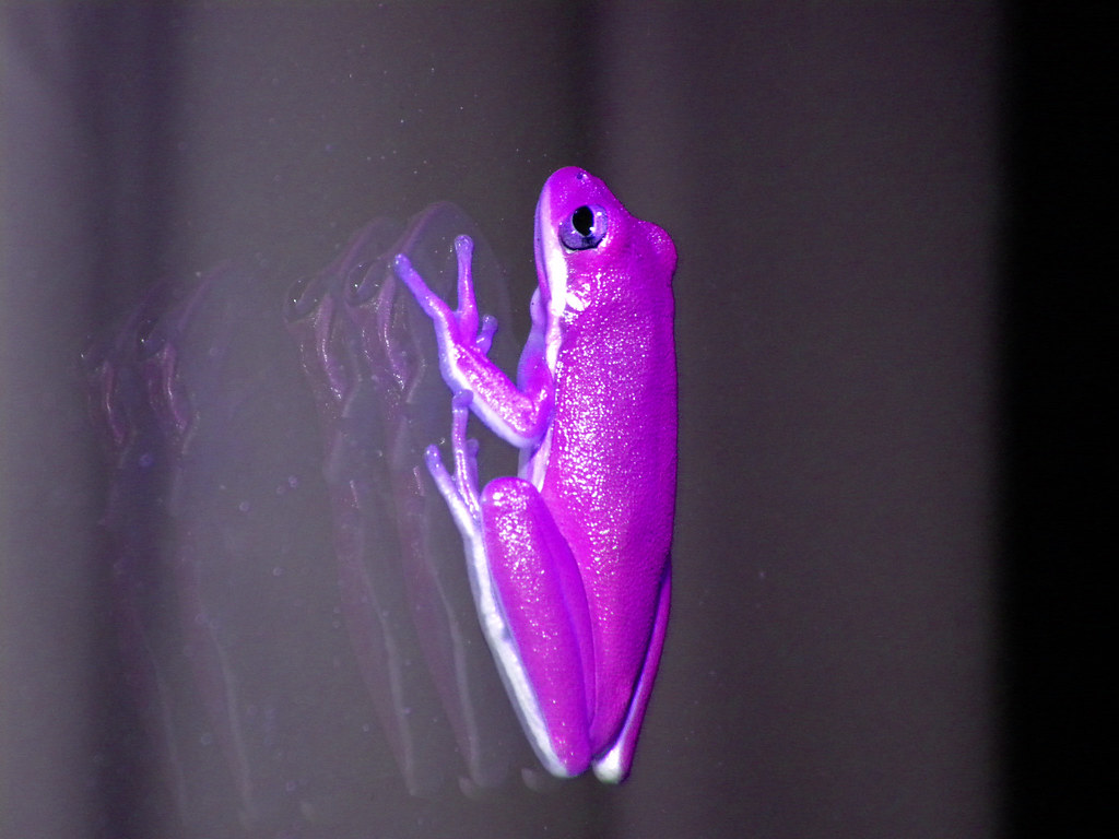 Purple Tree Frog by RitaFaeAulbach. 