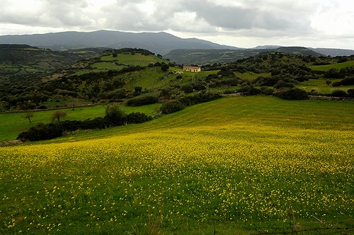 Distesa Gialla | by rana63...