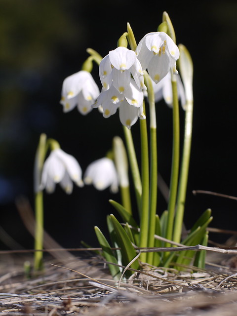 Galanthus, Wild Snow Drop, Wildes Schneeglöckchen, Spring