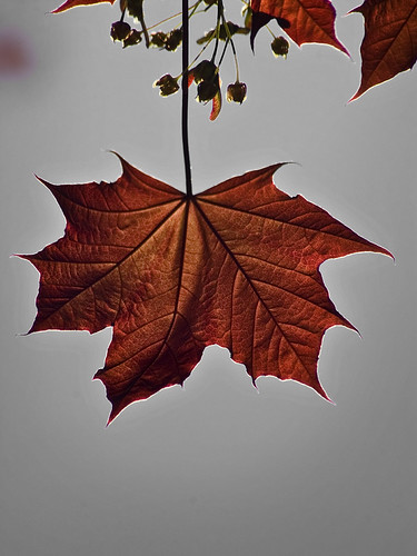 Maple | by Pete Rocks