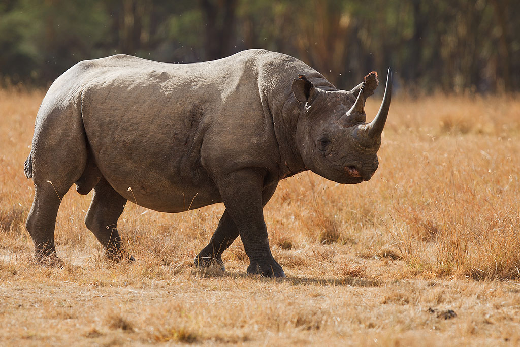 Black Rhino - Kenya