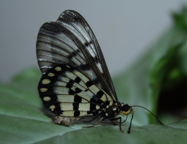 Nymphalidae>Acraea andromacha Glasswing butterfly IMG3948