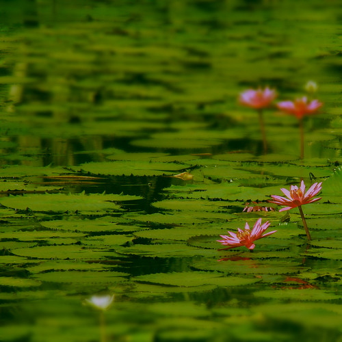 india green pond dof waterlily kerala calicut 374 aphotoshooter