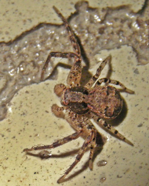 Bark crab spider on linoleum