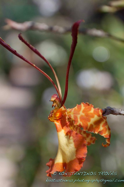 Orange orchid profile