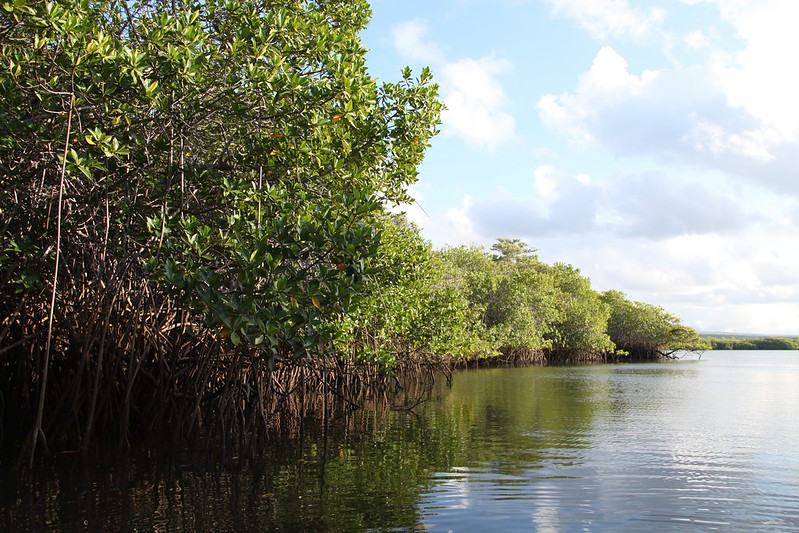 Black Turtle Cove – Mangroves
