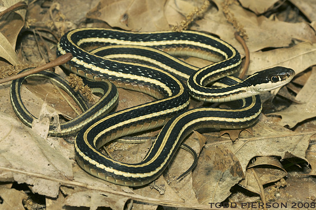 Thamnophis saurita septentrionalis: Northern Ribbonsnake - a photo on ...