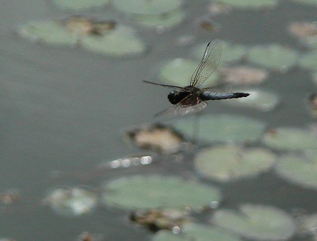 Black-Tailed Skimmer male