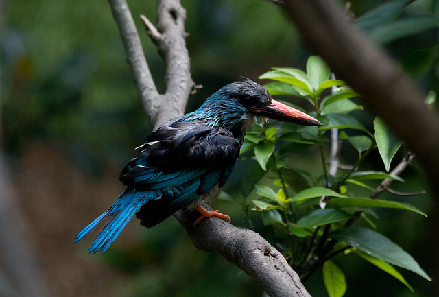 Blue Breasted Kingfisher (Wet)