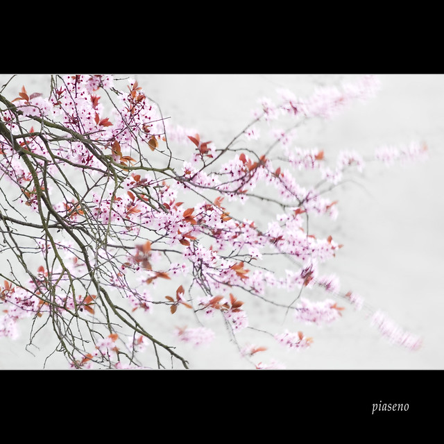 Cherry blossom (IV)