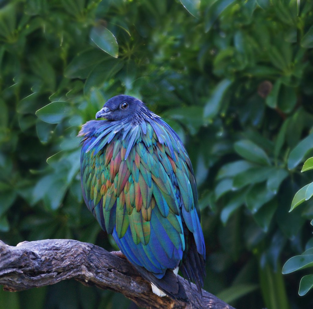unique australian rainbow bird