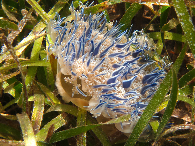Blue-tinged Jellyfish