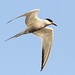 Flickr photo 'Sterne pierregarin Sterna hirundo - Common Tern' by: Le poidesans.