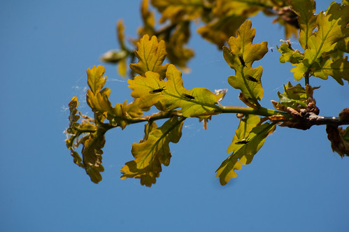 Oak leaves with tiny insects